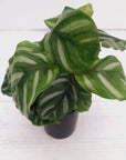 Calathea 'watercolour'