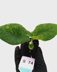 Alocasia scalprum Variegata-Bare Bottom Baby