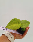 Anthurium 'Dark Phoenix' Variegata - Bare Bottom Baby