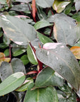 Philodendron erubescens ‘Pink Princess’