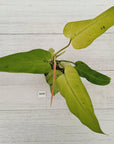 Philodendron 'Whipple Way'