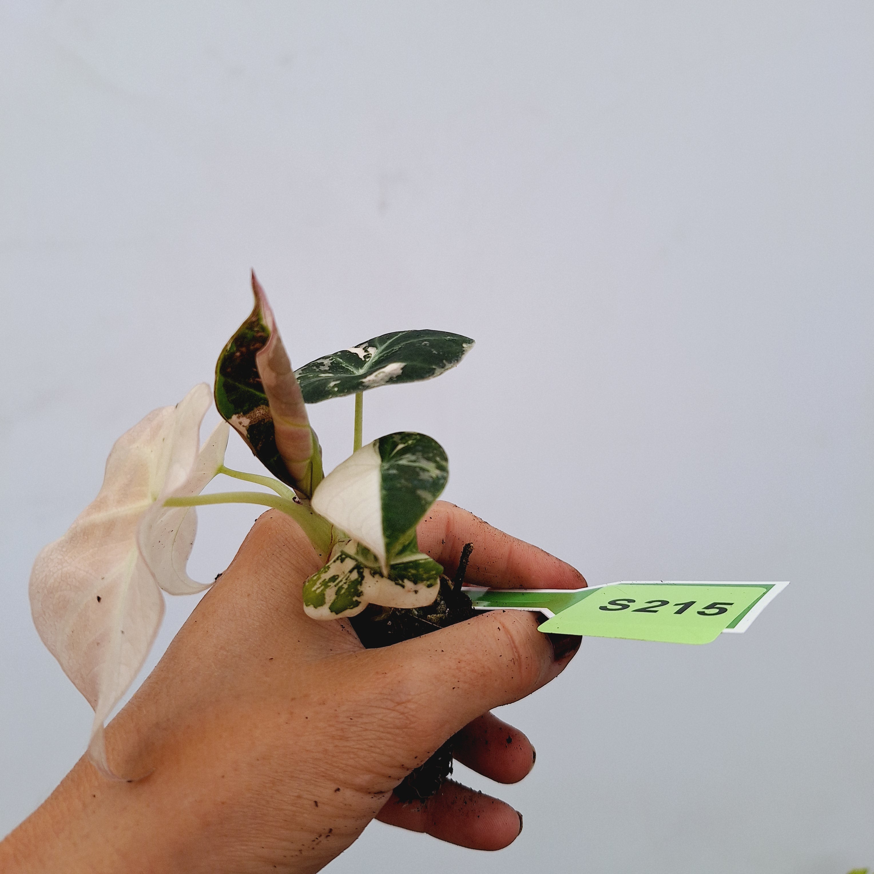 Alocasia reginula 'Black Velvet variegata'- Bare Bottom Baby