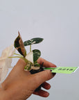 Alocasia reginula 'Black Velvet variegata'- Bare Bottom Baby