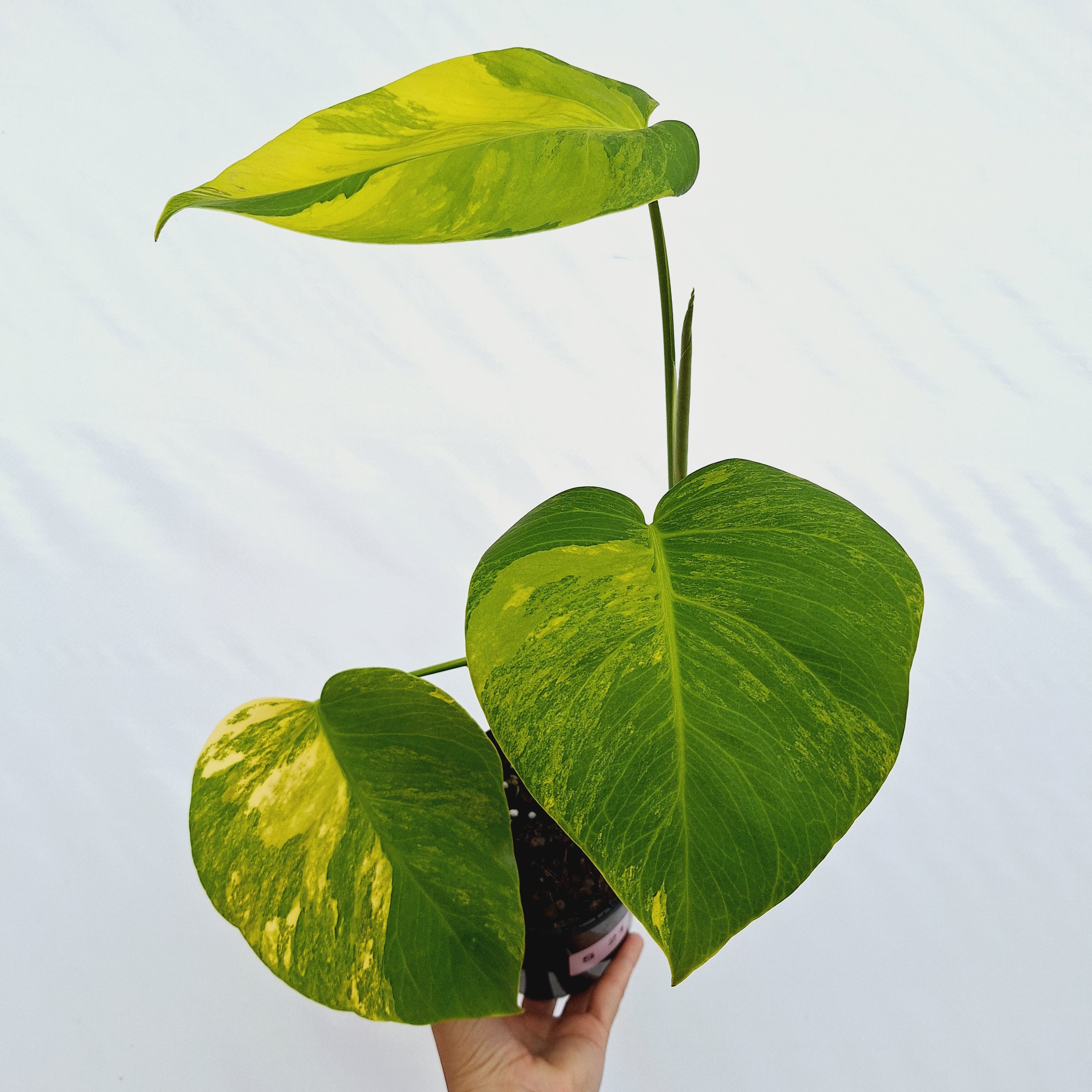 Monstera borsigiana Aurea
