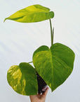 Monstera borsigiana Aurea