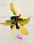 Philodendron 'Rojo Congo Variegated' 70mm