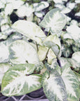 Syngonium podophyllum Pixie