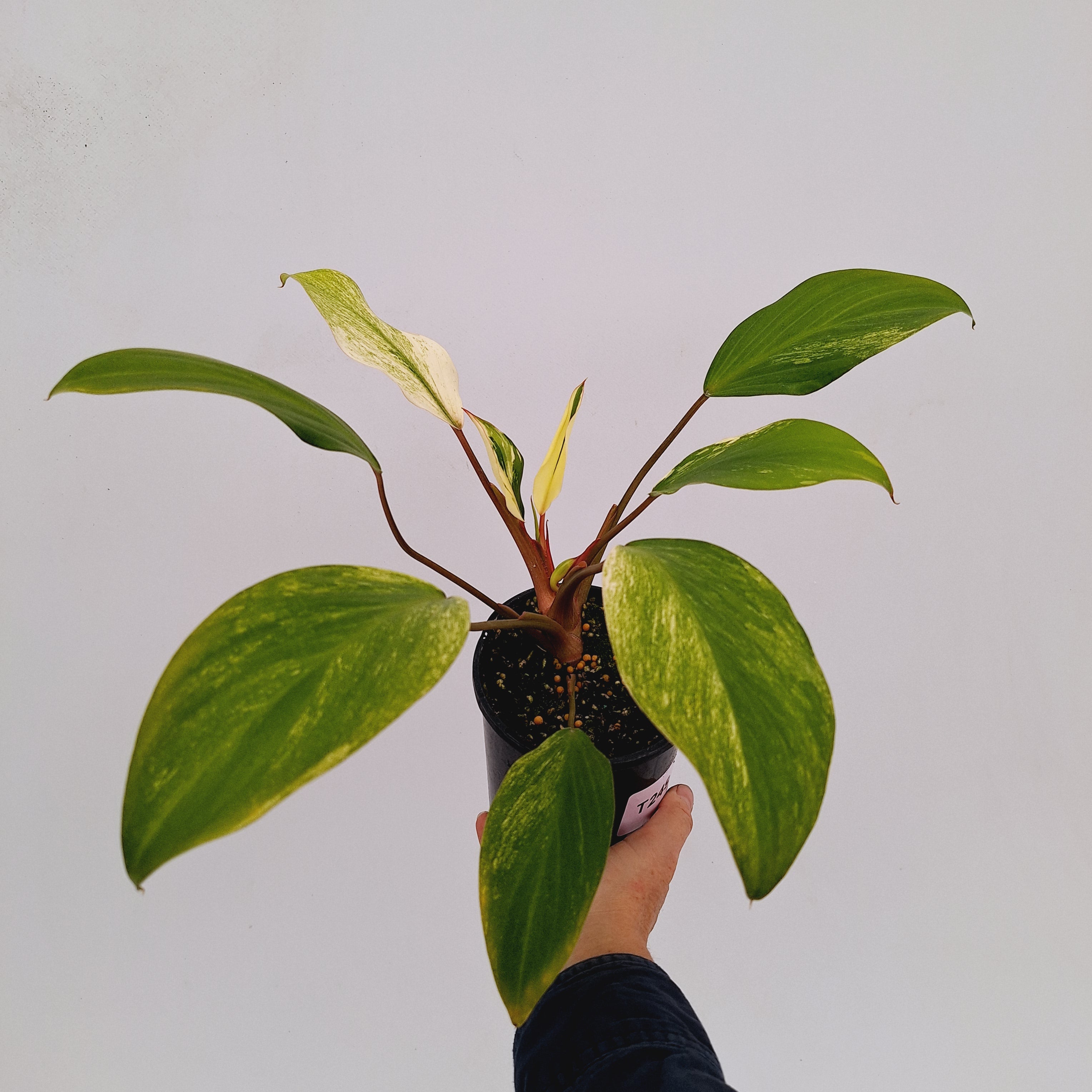 Homalomena Tropical Green Variegata