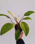 Homalomena Tropical Green Variegata
