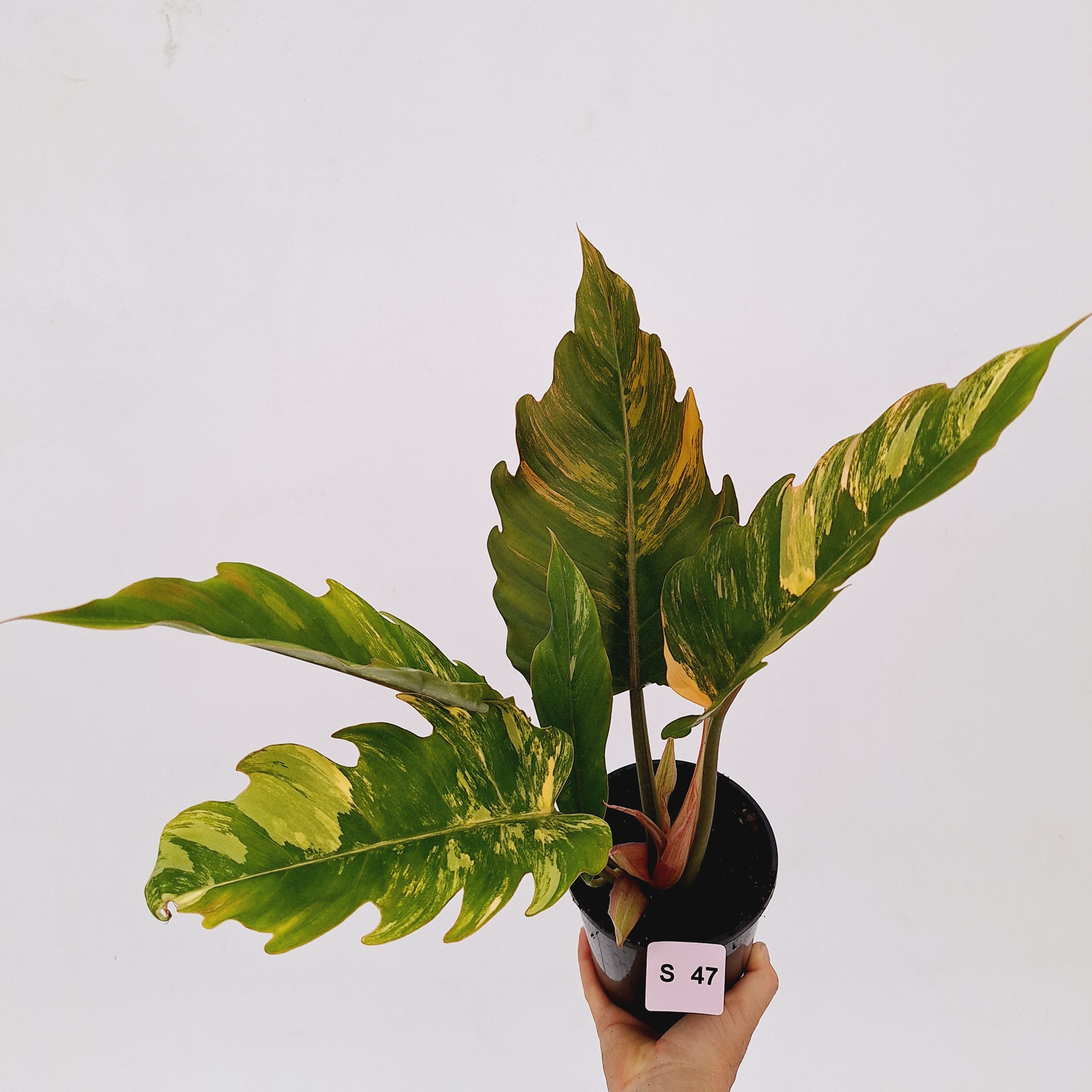Philodendron serratum Caramel Marble
