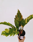 Philodendron serratum Caramel Marble