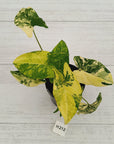 Syngonium podophyllum Gold