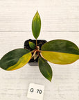 Philodendron 'Rojo Congo Variegated' - SALE