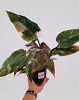 Philodendron 'Pink Princess Galaxy Marble' Sport