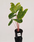 Alocasia 'Morocco' Variegated - SALE