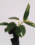 Monstera standleyana 'Cobra' - SALE