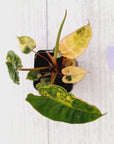 Philodendron billietiae Variegata