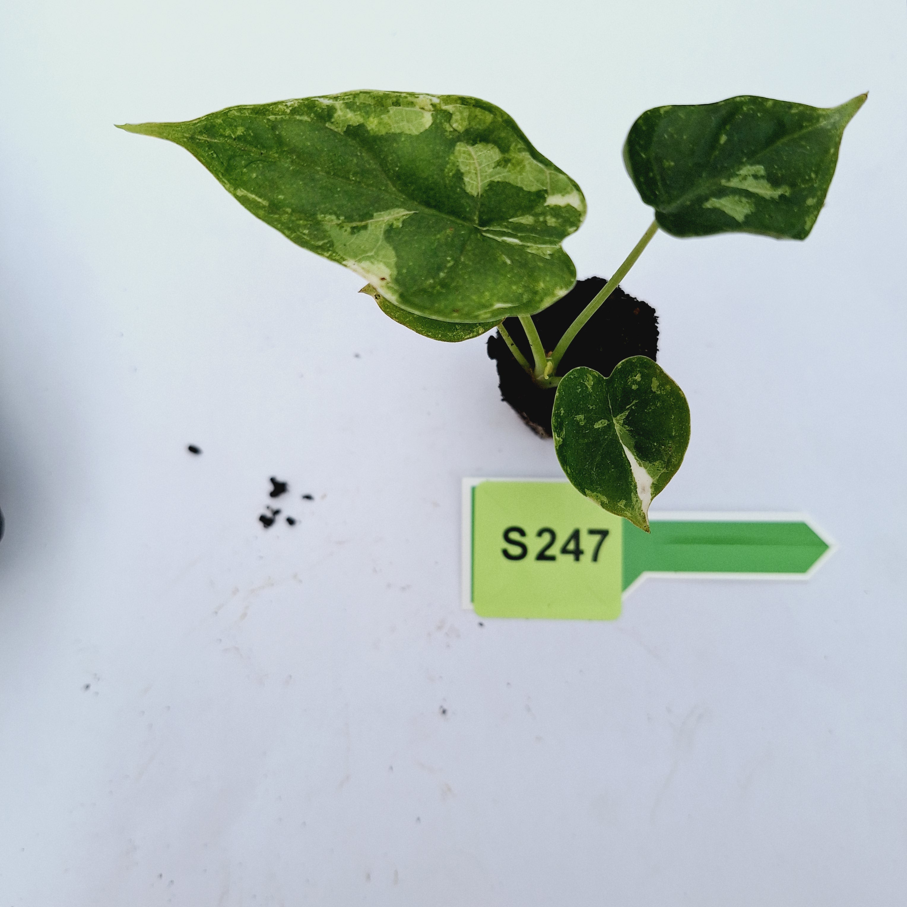 Alocasia Dragon Scale 'Marble' Variegata - Bare Bottom Baby