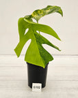 Monstera borsigiana Aurea