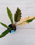 Philodendron serratum 'Caramel Marble' -flash sale