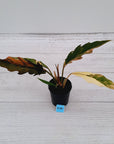 Philodendron serratum 'Caramel Marble' -flash sale