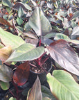 Philodendron 'Orange Princess'
