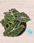 Alocasia Polly Variegata