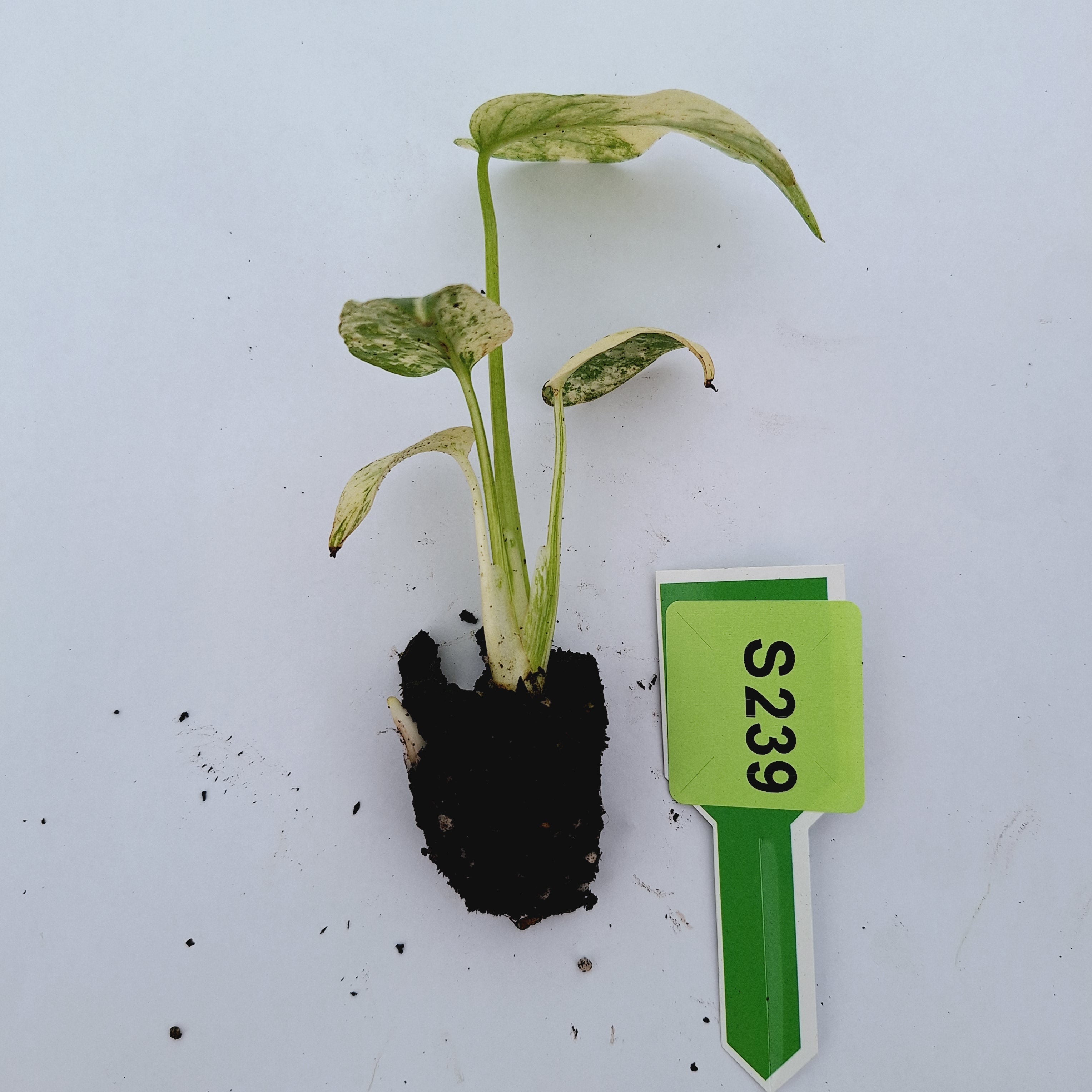 Monstera Deliciosa 'White Monster' - Bare Bottom Baby