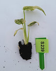Monstera Deliciosa 'White Monster' - Bare Bottom Baby