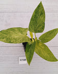 Homalomena sulcata ‘Cream Frost’ - SALE
