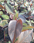 Philodendron 'Orange Princess'