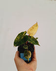 Philodendron billietiae Variegata