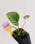 Monstera Deliciosa 'Bulbasaur - Bare Bottom Baby
