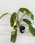 Epipremnum giganteum ‘Variegata’