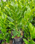 Zamioculcas zamiifolia ZZ Plant