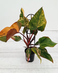 Philodendron erubescens Strawberry Shake
