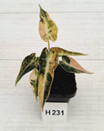 Alocasia Amazonica bambino Variegata