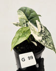 Alocasia ‘Simpo Albo’ Variegata - SALE