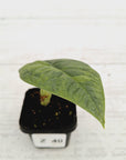 Alocasia melo 'Rhino Skin' Variegata