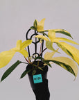 Philodendron pedatum 'Florida Beauty'