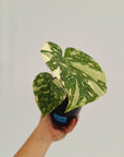 Monstera deliciosa Thai Constellation Sports