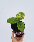 Alocasia Portora Variegata