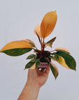 Philodendron 'Rojo Congo Variegated'