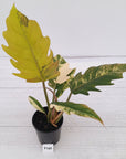 Philodendron serratum Caramel Marble
