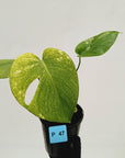 Monstera Deliciosa 'White Monster'