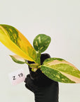 Philodendron Green Congo Variegata (Nuclear)