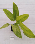 Homalomena sulcata ‘Cream Frost’ - SALE