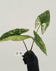 Alocasia 'Simpo' Variegata- Bare Bottom Baby