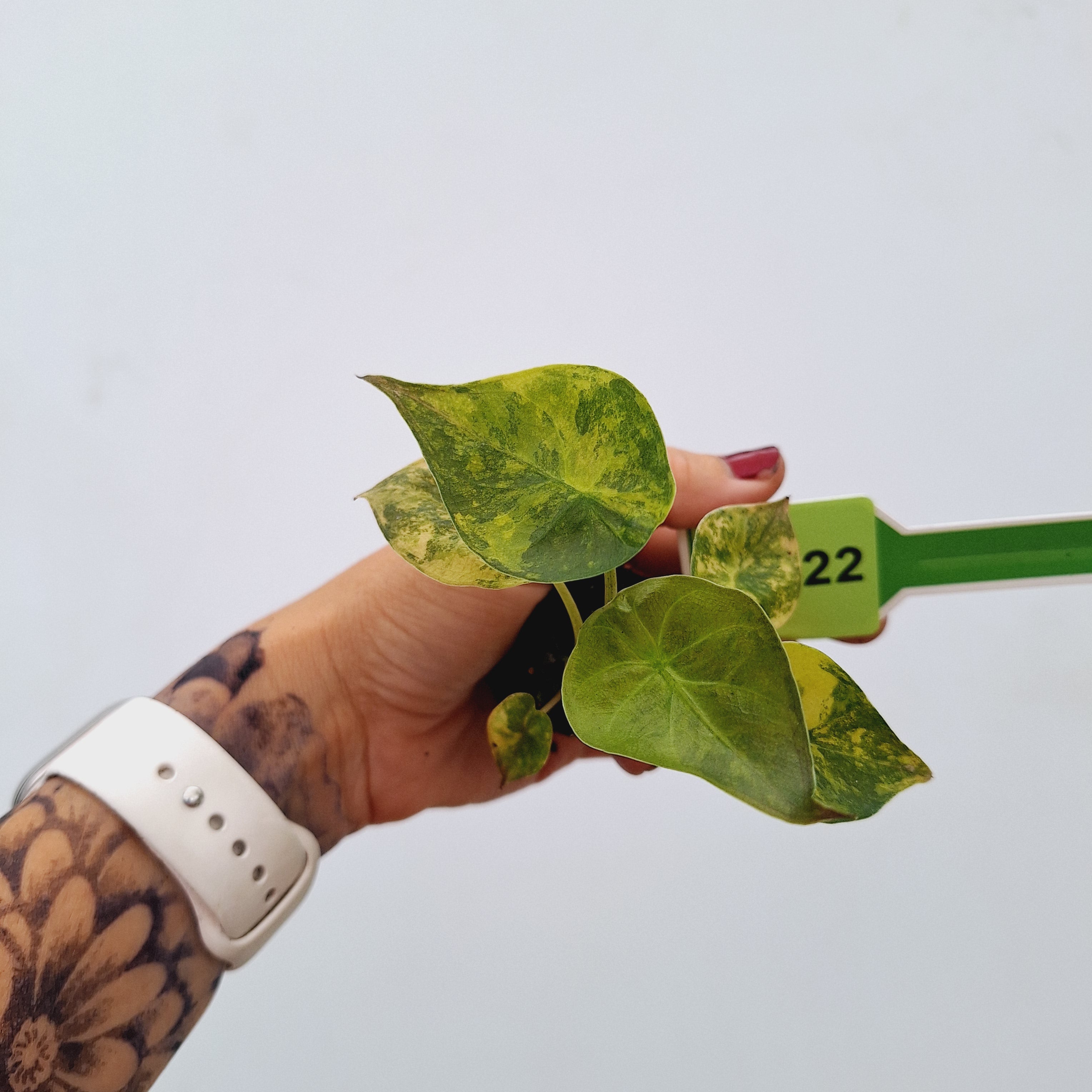 Alocasia ‘wentii’ Variegated - Bare Bottom Baby