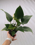 Homalomena rubescens 'Emerald Gem' Variegata